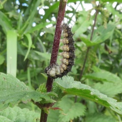 Aglais urticae