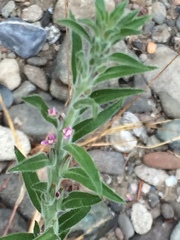 Epilobium torreyi