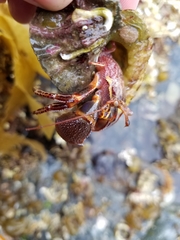 Elassochirus tenuimanus