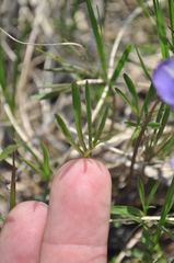 Viola pedata