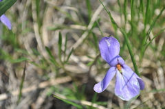 Viola pedata