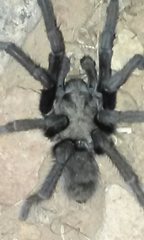 Aphonopelma steindachneri