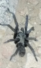Aphonopelma steindachneri