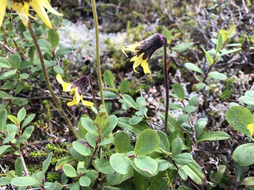 Image of Lessing's Arnica (Arnica lessingii) by (c) Jason Grant, some rights reserved (CC BY)