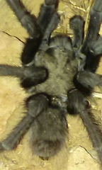 Aphonopelma steindachneri