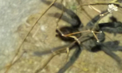 Aphonopelma steindachneri