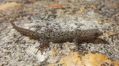 Goggia hexapora
