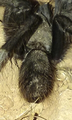 Aphonopelma steindachneri