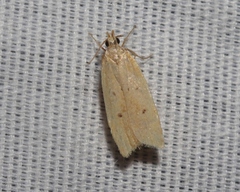 Helcystogramma badia