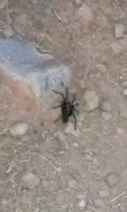 Aphonopelma steindachneri