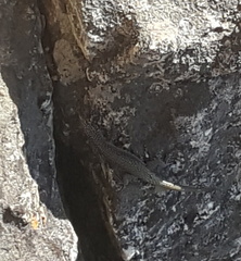 Australolacerta australis