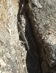 Australolacerta australis