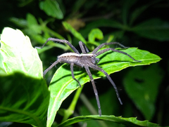 Neoctenus