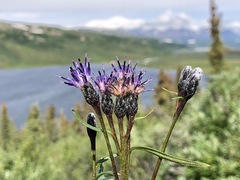 Saussurea angustifolia