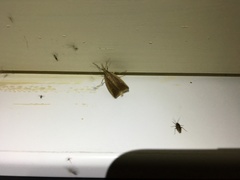 Donacaula forficella