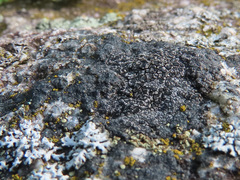 Rhizocarpon distinctum