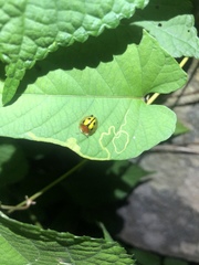 Chiridopsis bowringii