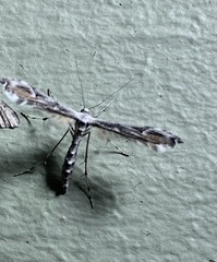 Amblyptilia