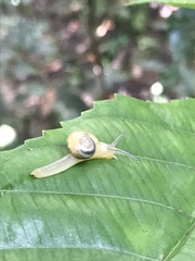 Helicarion perfragilis
