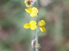Crotalaria montana