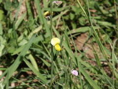 Crotalaria montana
