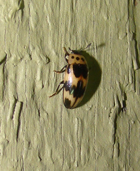 Ischyrus quadripunctatus