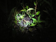 Elachistocleis bicolor