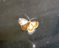 Geometridae