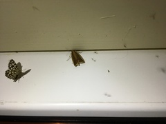 Donacaula forficella