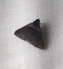 Lepidoptera