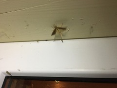 Donacaula forficella