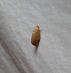 Noctuoidea