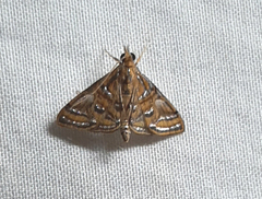 Crambidae
