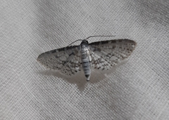 Epaena