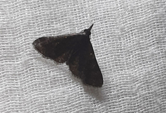 Herminiinae