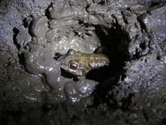 Leptodactylus bufonius