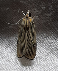 Tyspanodes linealis
