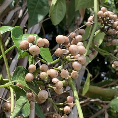 Tetrastigma lanyuense