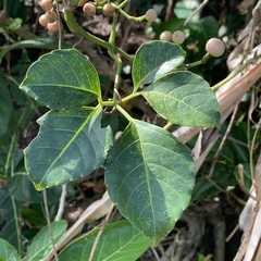 Tetrastigma lanyuense