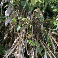 Tetrastigma lanyuense