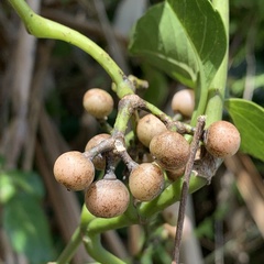 Tetrastigma lanyuense