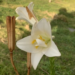 Lilium longiflorum