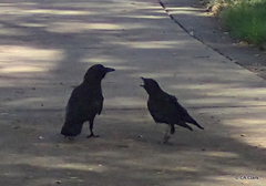 Corvus brachyrhynchos