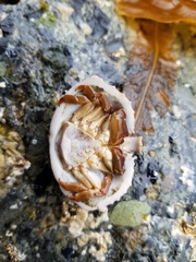 Cryptolithodes sitchensis