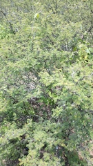 Mimosa aculeaticarpa aculeaticarpa