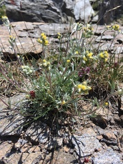 Artemisia glacialis