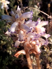 Orobanche cernua