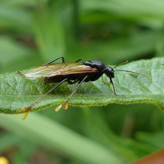 Formicidae