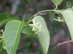 Cynanchum bowmanii