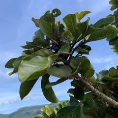 Aglaia rimosa